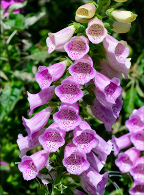 Macro image of patterns inside petals of flower