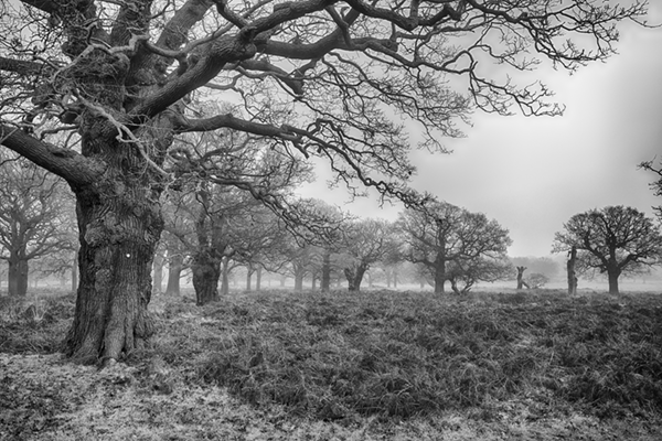 Desolate Richmond Park